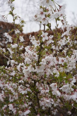 Cerisier japonais Prunus incisa 'Kojou No Mai' Arbuste 30-40 Pot 2 l (C2)