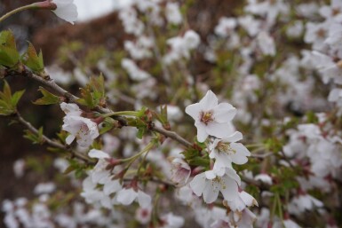 Prunus incisa 'Kojou No Mai' Dvärgkörsbär buske 30-40 i kruka C2