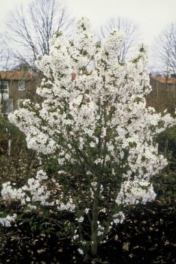 Prunus nipponica 'Brillant' Nipponkörsbär buske 30-40 i kruka C3