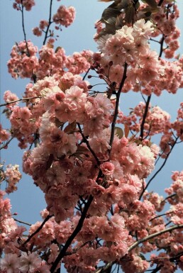 Cerisier du Japon Prunus serrulata 'Kanzan' Arbuste 100-125 Pot 12 l (C12)