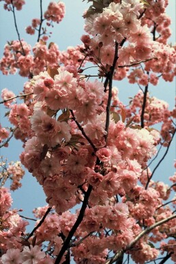 Cerisier du Japon Prunus serrulata 'Kanzan' Arbuste 100-125 Pot 12 l (C12)