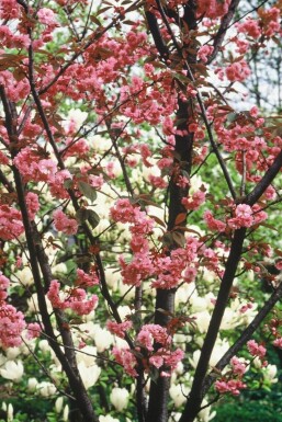 Prunus serrulata 'Kanzan' Japanskt prydnadskörsbär buske 100-125 i kruka C12