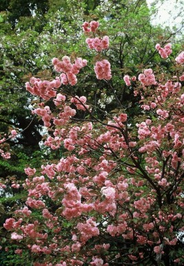 Cerisier du Japon Prunus serrulata 'Kanzan' Arbuste 100-125 Pot 12 l (C12)