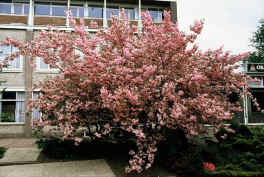 Prunus serrulata 'Kanzan' Japanskt prydnadskörsbär buske 100-125 i kruka C12