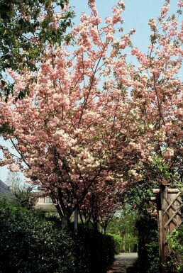 Cerisier du Japon Prunus serrulata 'Kanzan' Arbuste 100-125 Pot 12 l (C12)