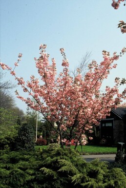 Prunus serrulata 'Kanzan' Japanskt prydnadskörsbär buske 100-125 i kruka C12