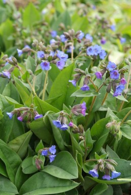 Pulmonaria angustifolia 'Blue Ensign' Smalbladig lungört 5-10 i kruka P9