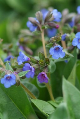 Pulmonaria angustifolia 'Blue Ensign' Smalbladig lungört 5-10 i kruka P9