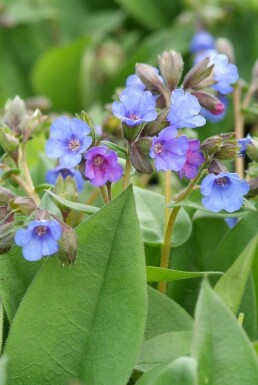 Longkruid Pulmonaria angustifolia 'Blue Ensign' 5-10 Pot P9