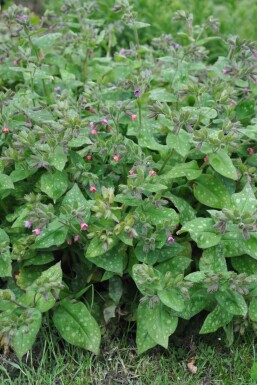 Pulmonaria saccharata 'Mrs. Moon' Broklungört 5-10 i kruka P9