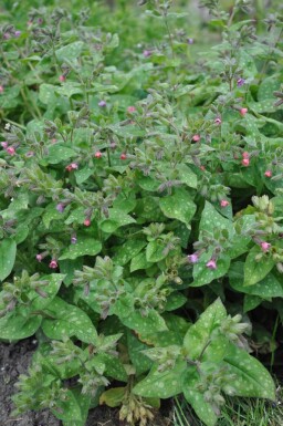 Pulmonaria saccharata 'Mrs. Moon' Broklungört 5-10 i kruka P9