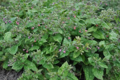 Broget lungeurt Pulmonaria saccharata 'Mrs. Moon' 5-10 potte P9