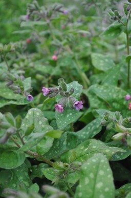 Broget lungeurt Pulmonaria saccharata 'Mrs. Moon' 5-10 potte P9