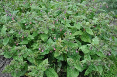 Pulmonaria saccharata 'Mrs. Moon' Broklungört 5-10 i kruka P9