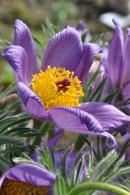 Pulsatilla vulgaris Backsippa 5-10 i kruka P9