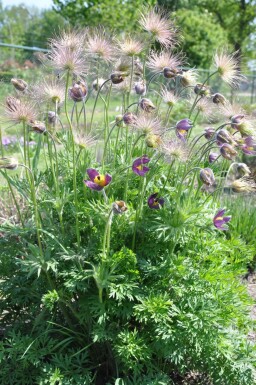 Pulsatilla vulgaris Backsippa 5-10 i kruka P9