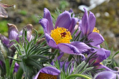 Pulsatilla vulgaris Backsippa 5-10 i kruka P9