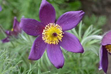 Pulsatilla vulgaris Backsippa 5-10 i kruka P9