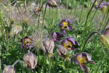 Pulsatilla vulgaris Backsippa 5-10 i kruka P9