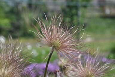 Opret kobjælde Pulsatilla vulgaris 5-10 potte P9