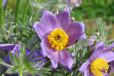 Pulsatilla vulgaris Backsippa 5-10 i kruka P9