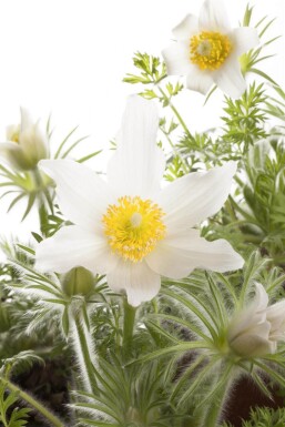 Opret kobjælde Pulsatilla vulgaris 'Alba' 5-10 potte P9