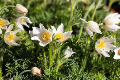 Opret kobjælde Pulsatilla vulgaris 'Alba' 5-10 potte P9