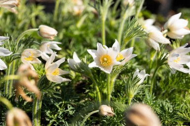 Pulsatilla vulgaris 'Alba' Backsippa 5-10 i kruka P9