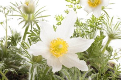 Pulsatilla vulgaris 'Alba' Backsippa 5-10 i kruka P9