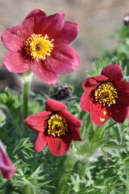 Opret kobjælde Pulsatilla vulgaris 'Rubra' 5-10 potte P9