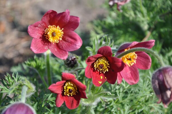 Pulsatilla vulgaris 'Rubra'