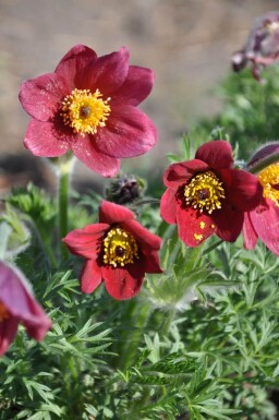 Pulsatilla vulgaris 'Rubra' Backsippa 5-10 i kruka P9