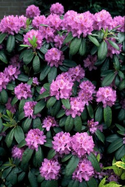 Rhododendron 'Catawbiense grandiflorum' Rododendron buske 60-80 i kruka C12