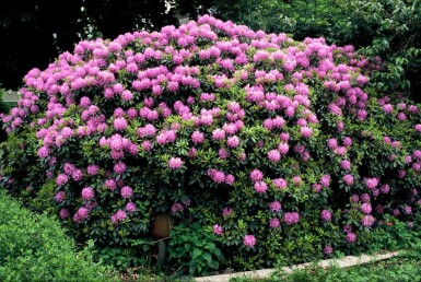 Rhododendron 'Catawbiense grandiflorum' Rododendron buske 60-80 i kruka C12