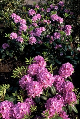 Rhododendron 'Catawbiense grandiflorum' Rododendron buske 60-80 i kruka C12