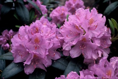 Rhododendron 'Catawbiense grandiflorum' Rododendron buske 60-80 i kruka C12