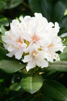 Rhododendron Rhododendron 'Cunningham's White' Arbuste 40-50 Pot 7,5 l (C7,5)