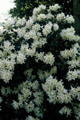 Rhododendron 'Cunningham's White' Rododendron buske 40-50 i kruka C7,5