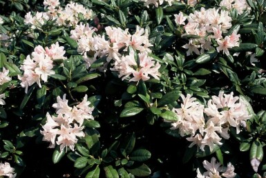 Rhododendron 'Cunningham's White' Rododendron buske 40-50 i kruka C7,5