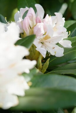 Rhododendron 'Cunningham's White' Rododendron buske 40-50 i kruka C7,5