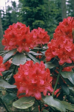 Rhododendron 'Nova Zembla' Rododendron buske 60-80 i kruka C12