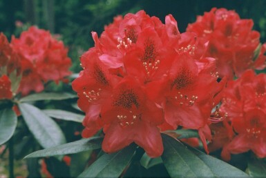 Rhododendron 'Nova Zembla' Rododendron buske 60-80 i kruka C12