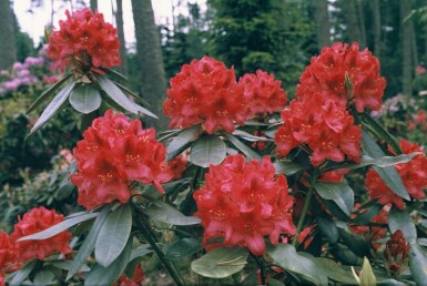 Rhododendron 'Nova Zembla' Rododendron buske 60-80 i kruka C12