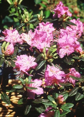 Rhododendron 'Ramapo' Rododendron buske 20-30 i kruka C2