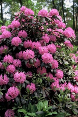 Rhododendron 'Roseum Elegans' Rododendron buske 60-80 i kruka C10