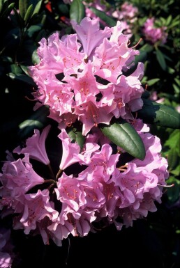 Rhododendron Rhododendron 'Roseum Elegans' Arbuste 60-80 Pot 10 l (C10)