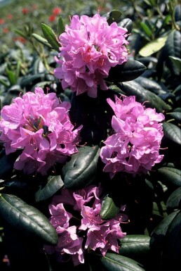 Rhododendron 'Roseum Elegans' Rododendron buske 60-80 i kruka C10