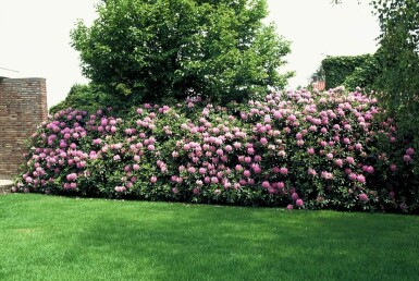 Rhododendron Rhododendron 'Roseum Elegans' busk 60-80 potte C10