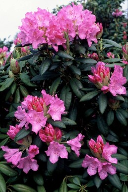 Rhododendron 'Roseum Elegans' Rododendron buske 60-80 i kruka C10