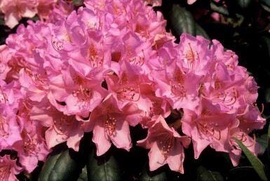 Rhododendron Rhododendron 'Roseum Elegans' busk 60-80 potte C10